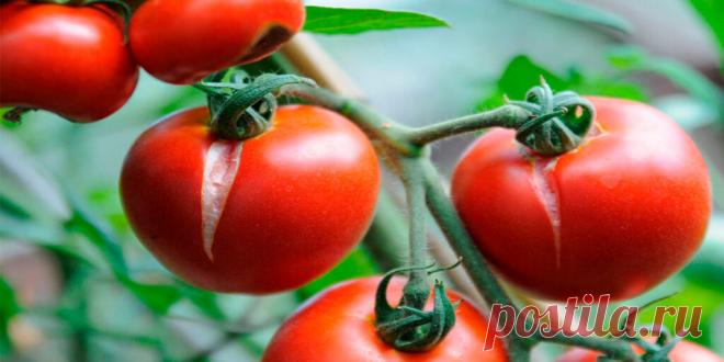 Почему трескаются помидоры: причины и решение - Сад и огород