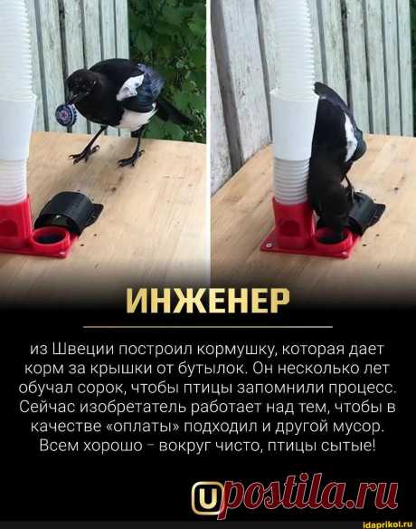 `ИНЖЕНЕР из Швеции построил кормушку, которая дает корм за крышки от бутылок. Он несколько лет обучал сорок, чтобы птицы запомнили процесс. Сейчас изобретатель работает над тем, чтобы в качестве &quot;оплаты&quot; подходил и другой мусор. Всем хорошо - вокруг чисто, птицы сытые! (9) - ) / АйДаПрикол .)