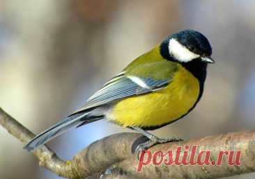 Ароморфозы птиц: Эволюционные прорывы для полета