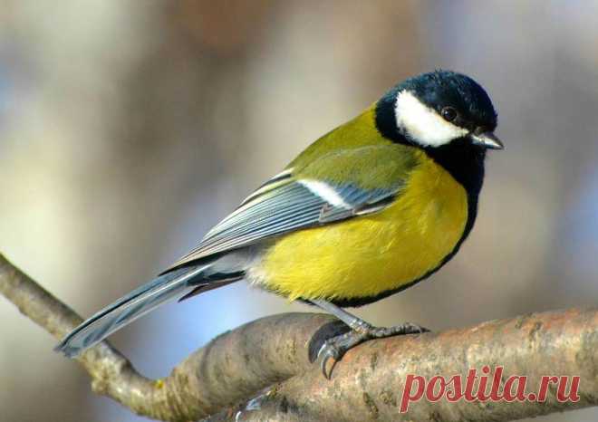 Ароморфозы птиц: Эволюционные прорывы для полета