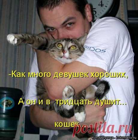 Позитив зверский. Кото- и пёсематрицы для хорошего воскресного настроения