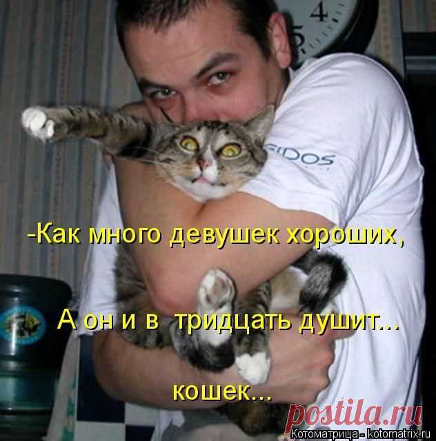 Позитив зверский. Кото- и пёсематрицы для хорошего воскресного настроения
