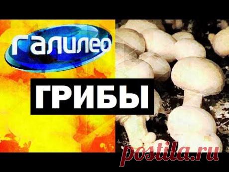 Галилео. Грибы 🍄 Mushrooms