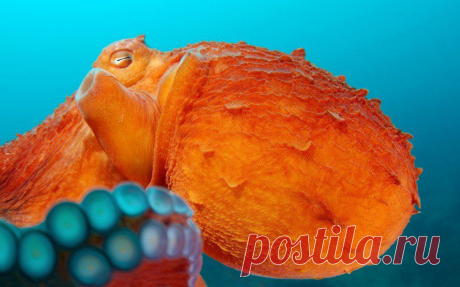 &gt;&gt; Животные в фотографиях | ФОТО НОВОСТИ