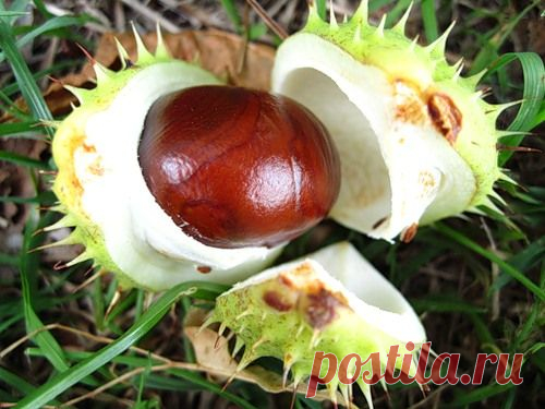 Применение конского каштана при варикозе: настойки, растирки, мази, ванночки