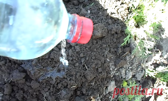 Как вытравить всех муравьев с вашего участка. Дешевый и действенный способ, которым может воспользоваться каждый | Дачные будни | Яндекс Дзен