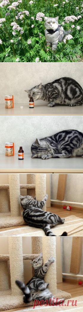 Валерьянка для кошек