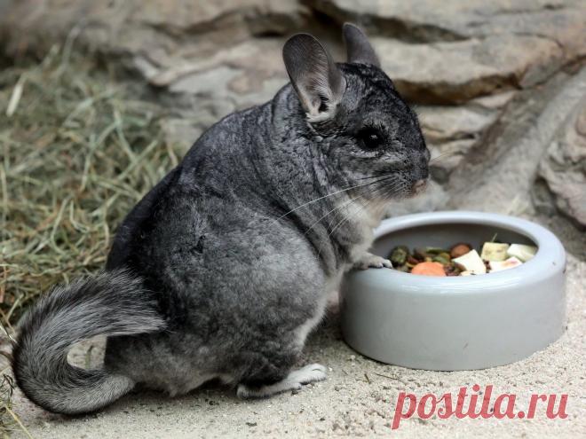 Разведение шиншилл — для бизнеса и для души. Условия содержания, кормление. Фото — Ботаничка.ru