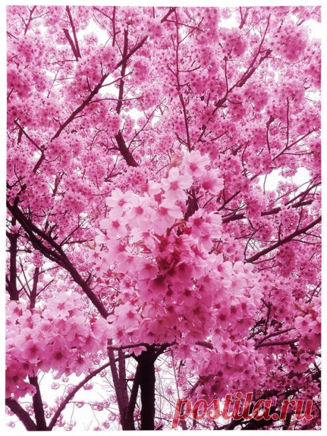 Japanese Cherry Blossoms (Sakura) | Pinterest • Всемирный каталог идей
