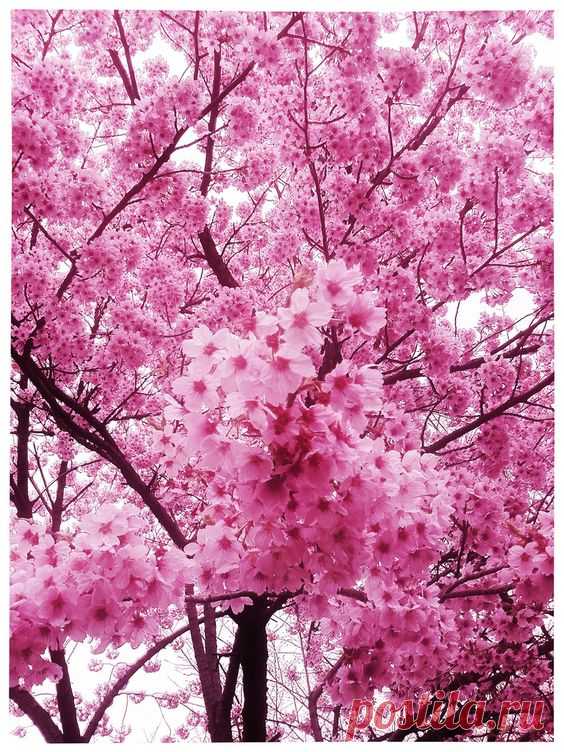 Japanese Cherry Blossoms (Sakura)  |  Pinterest • Всемирный каталог идей