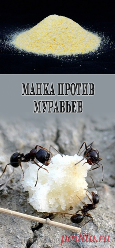 Простой метод, как избавится от муравьев - Советы для тебя