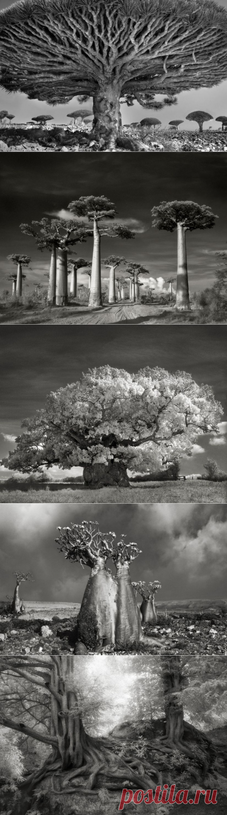 Бет Мун (Beth Moon) и её 14-летние поиски древних и величественных деревьев