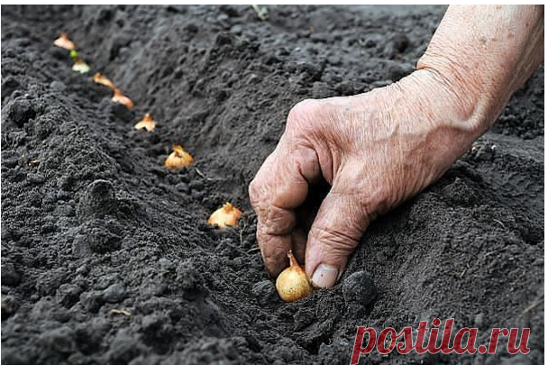 бабушкин секрет посадки лука
