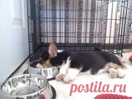 20 щенков, утомлённых своим первым днём дома