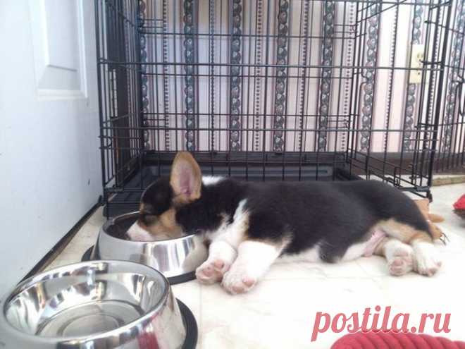 20 щенков, утомлённых своим первым днём дома