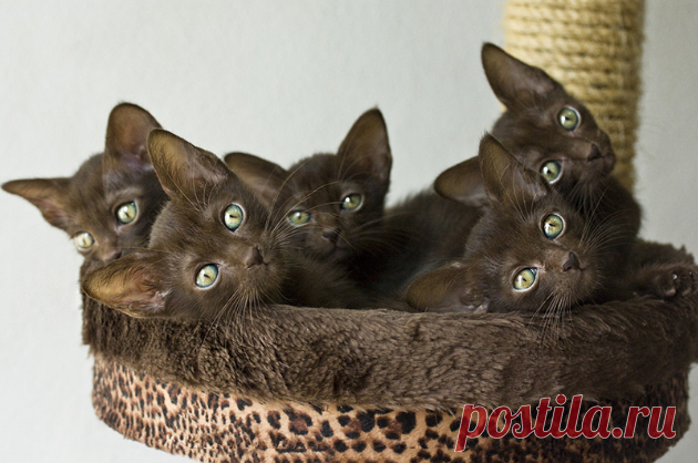 Кошка гавана шоколадного цвета. Как появилась и каковы особенности породы
Очень красивы коричневые кошки. Кстати, у них не только блестящая шерсть такого цвета. Но и нос, подушечки лап, правда, примешивается розоватый отлив. Да, и усы - вибриссы у породистых гаван коричневые.

А когда-то очень давно красавцев и красавиц такого окраса проигнорировали, посчитали, что не очень хороши.