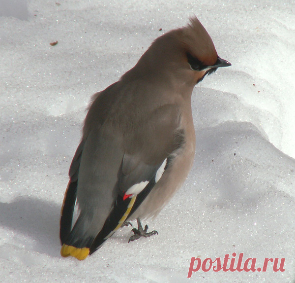 Зимующие птицы