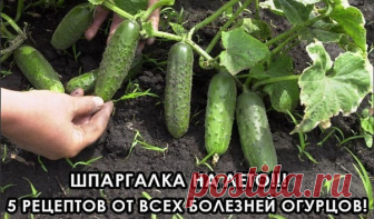 Шпаргалка на лето: 5 рецептов от всех болезней огурцов Всегда ими пользуюсь! И вам советую!