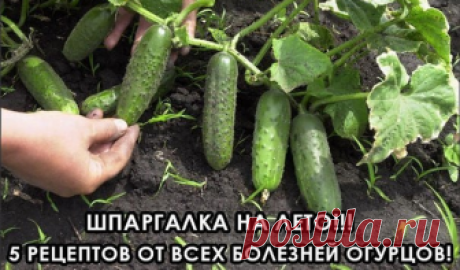 Шпаргалка на лето: 5 рецептов от всех болезней огурцов Всегда ими пользуюсь! И вам советую!