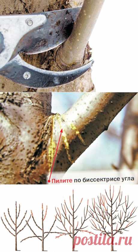 Способы обрезки плодовых деревьев — 6 соток