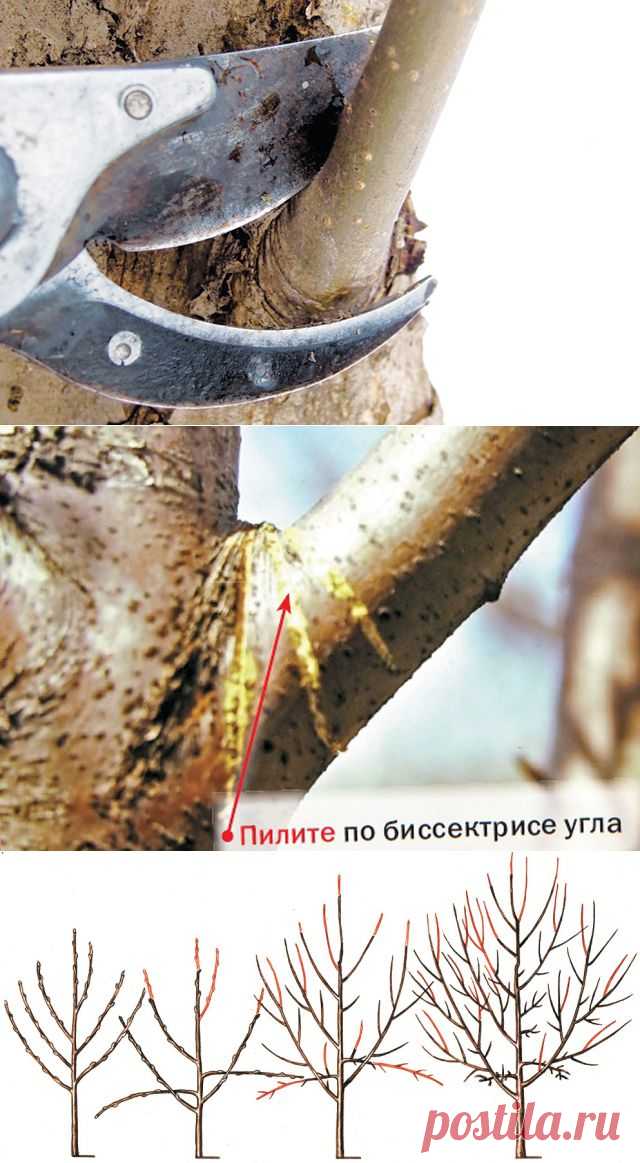 Способы обрезки плодовых деревьев — 6 соток
