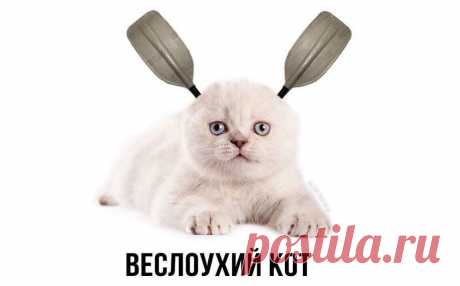 Шотландская вислоухая кошка: Популярная порода со смертельным геном внутри. Как сделать, чтобы он не активировался? | Книга животных | Дзен