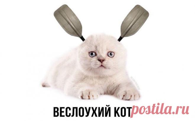 Шотландская вислоухая кошка: Популярная порода со смертельным геном внутри. Как сделать, чтобы он не активировался? | Книга животных | Дзен