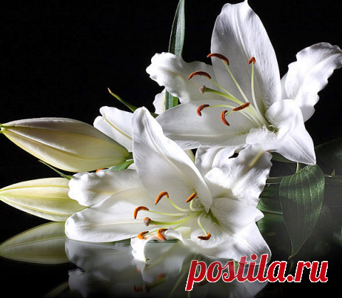 Плейкаст «&~* С днём рожденья ,милая ! *~&»