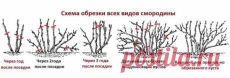 ПРАВИЛЬНЫЙ УХОД ЗА СМОРОДИНОЙ
Сохраните, чтобы не потерять!
 
вот беда: тля и гусеницы оккупировали молодые растения. А добить начатое вредителями решила мучнистая роса.  
 
Что тут делать?
 
Начинать надо с профилактики. С осени уберите все опавшие листья и сожгите их. Всю траву рядом с кустами выдерните, а почву - прорыхлите, только осторожно, чтобы не повредить корешки. Удобрения тоже пока еще никто не отменял: после рыхления добавьте под каждый куст по 0,5 л золы и прикопайте картофельные