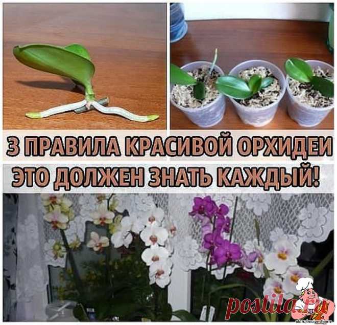 3 ПРАВИЛА КРАСИВОЙ ОРХИДЕИ. ЭТО ДОЛЖЕН ЗНАТЬ КАЖДЫЙ!