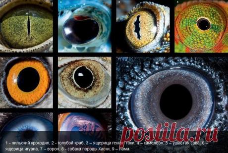 Поглазеем: Что видим мы, и что видят животные | National Geographic Россия