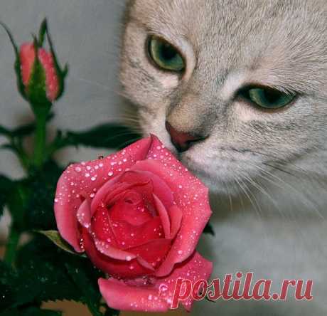 кошка