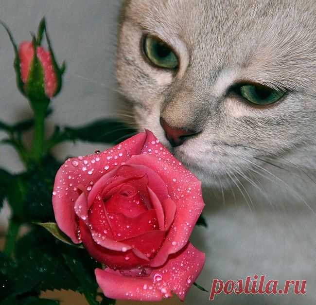 кошка