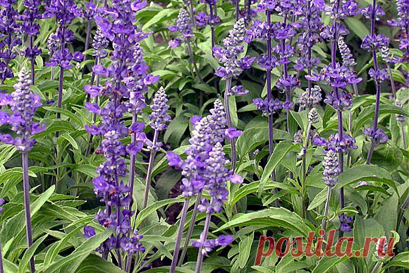 "Как может умереть человек, если в саду у него растёт шалфей?" - Плиний Старший..