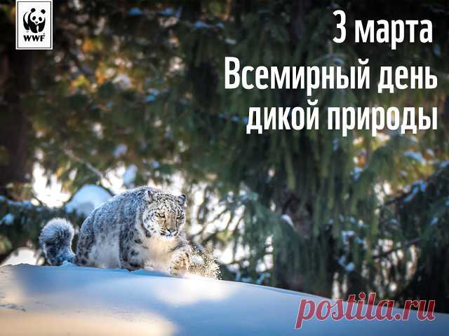 В День дикой природы я вас призываю
Беречь ее чутко от горя и бед.
Пускай все вокруг всегда расцветает
Храните чистоту лесов и рек.