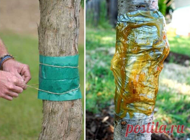 ЛОВУШКИ ДЛЯ ТЛИ: НЕДОРОГО И ЭФФЕКТИВНО

Вредители доставляют немало хлопот садоводу. Борьба с ними отнимает много сил. И в этой «битве» далеко не всегда побеждает дачник.

Хочу поделиться с читателями своим методом борьбы с тлей на деревьях. Три года назад на своем дачном участке я заложила новый фруктовый сад, оставив три старые плодоносящие яблони.

В первый же год после посадки столкнулась с большой проблемой. На деревьях появилась тля: верхушки молодых побегов сильно с...