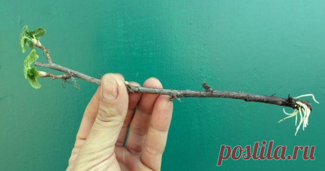Отличный способ укоренения смородины всего за 7 дней ...