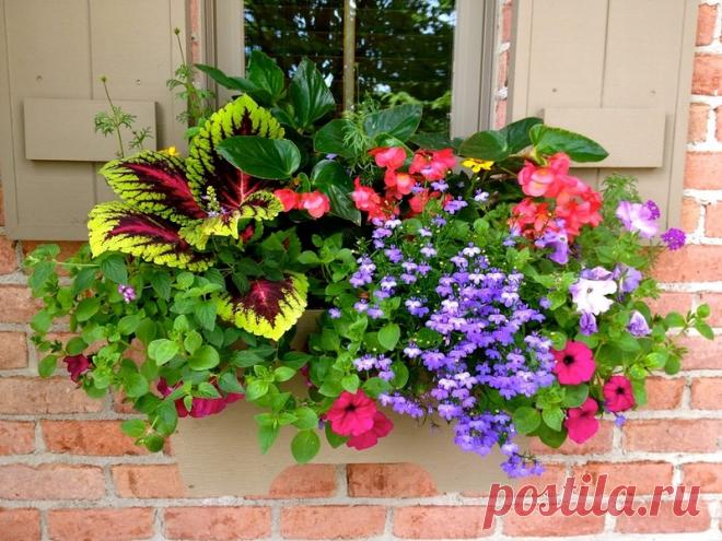 КОНТЕЙНЕРНЫЕ САДЫ