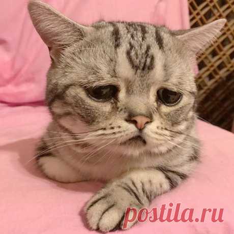 Луху - самая грустная кошка в мире Кошка по кличке Луху живет в Пекине вместе со своими сородичами и хозяйкой Мэгги Лю. И, несмотря на то, что все котята родились от одних и тех же родителей, Луху единственная, кто выглядит так грустно.