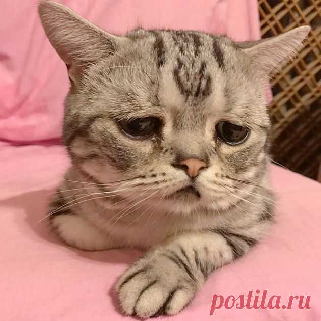 Луху - самая грустная кошка в мире Кошка по кличке Луху живет в Пекине вместе со своими сородичами и хозяйкой Мэгги Лю. И, несмотря на то, что все котята родились от одних и тех же родителей, Луху единственная, кто выглядит так грустно.