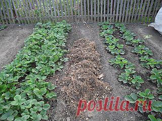 Вкусный Огород: Как  укрыть клубнику на зиму