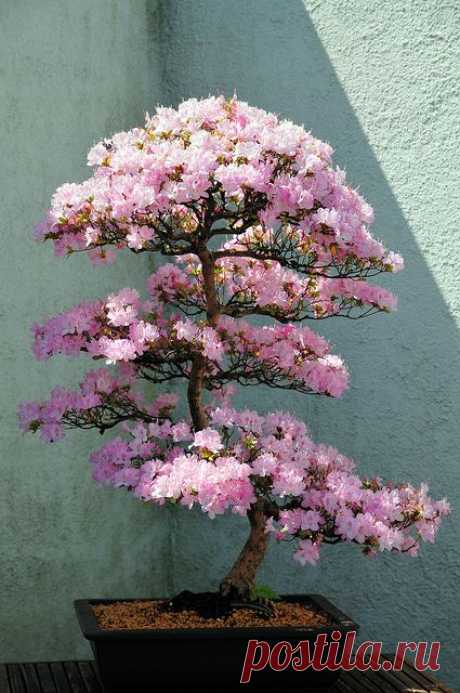 Azalea Bonsai Tree at US National Arboretum Washington, DC by mbell1975, via Flickr | Inspiring Ideas