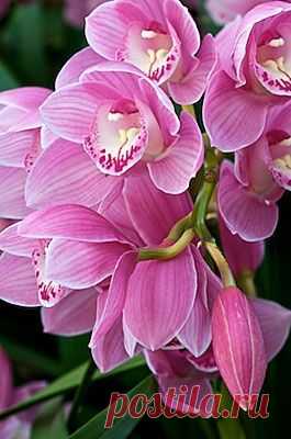 Orchid - By Andy | Beautiful Flowers around the world
