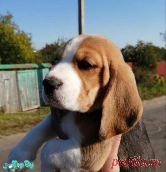Щенки бигль, рассрочка, питомник, 16.08.19г купить в Минске на сайте объявлений