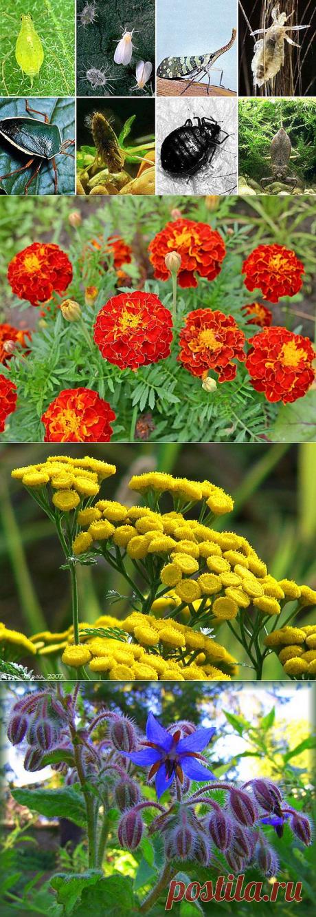 ВедаМост: Растения, отпугивающие насекомых-вредителей