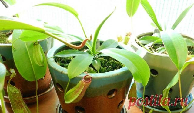 Хищные насекомоядные растения.