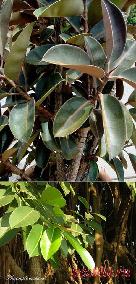 Фикус каучуконосный - Ficus elastica, уход, полив, размножение, проблемы, особенности, почва, личный опыт ухода за растением