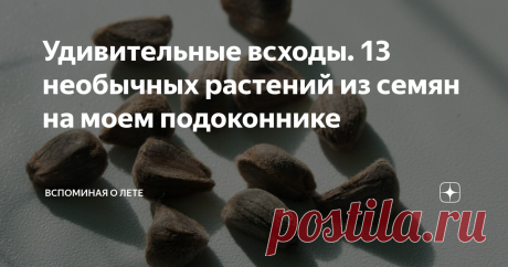 Удивительные всходы. 13 необычных растений из семян на моем подоконнике От семечки до взрослого растения. Моя «чертова дюжина».