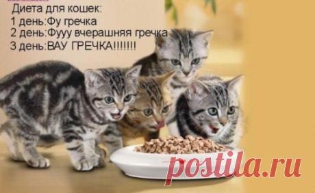 Диета