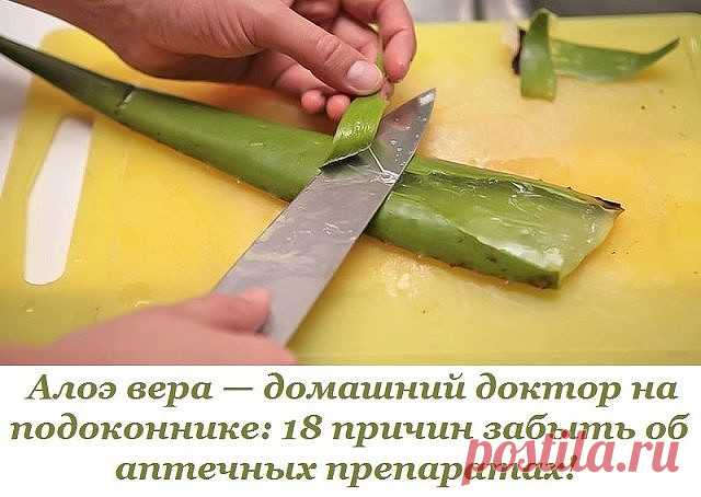 Алоэ вера (лат. Alóe véra ), или Алоэ настоящее, — суккулентное растение из рода Алоэ. Имеет толстый, короткий стебель с мясистыми мечевидными листьями, свернутыми по спирали в розетку. По химическому составу алоэ вера близко к алоэ древовидному, популярному обитателю наших подоконников.

Ухаживать за растением просто: летом поливай по мере подсыхания грунта, зимой — раз в 25–30 дней, по весне пересаживай в свежую почву, обеспечив хороший дренаж. Алоэ погубить очень сложно...